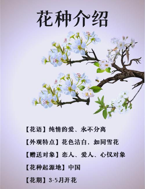 梨花梦境详解探寻内心深处的温柔与浪漫体验 梨花梦境详解探寻内心深处的温柔与浪漫体验