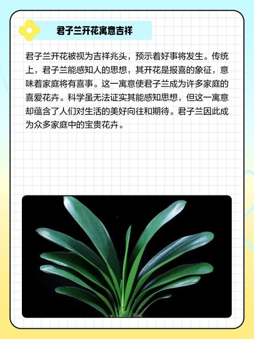 梦见君子兰象征哪些？揭示5大寓意及现实启示