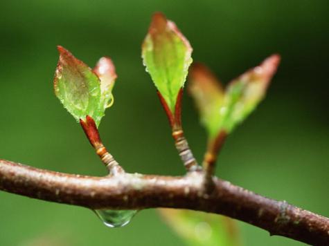 解梦指南7个梦见发芽树苗的象征意义解析
