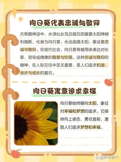 梦见向日葵花开的寓意解读是否象征好运气? 梦见向日葵花开的寓意解读是否象征好运气?
