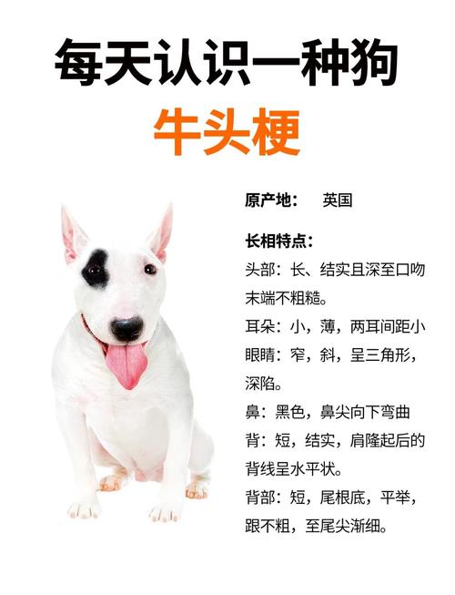 梦见牛头犬象征解析潜在心理暗示及应对策略 梦见牛头犬象征解析潜在心理暗示及应对策略
