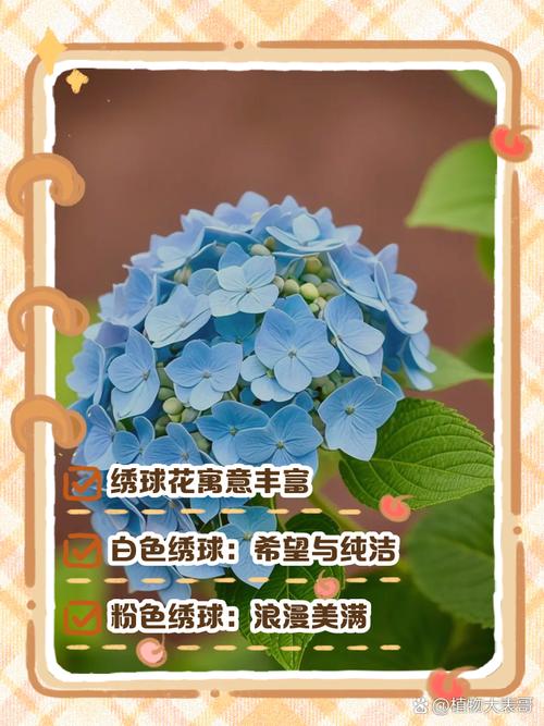 梦见绣球花的寓意解析，掌握解梦技巧提升生活幸福感