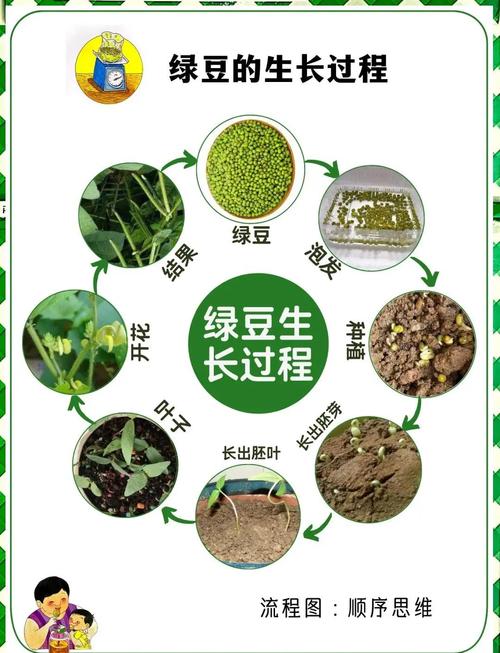 梦见绿豆暗示着哪些?解读其背后深层意义与影响 梦见绿豆暗示着哪些?解读其背后深层意义与影响