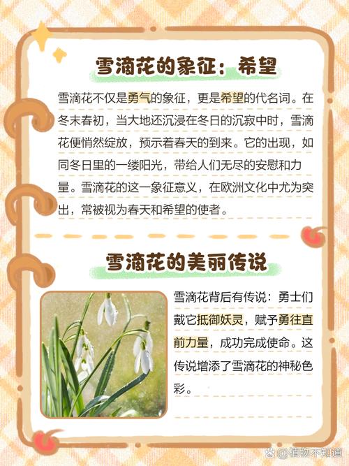 梦中雪中开花解析揭示生活启示与心理暗示带来的惊喜