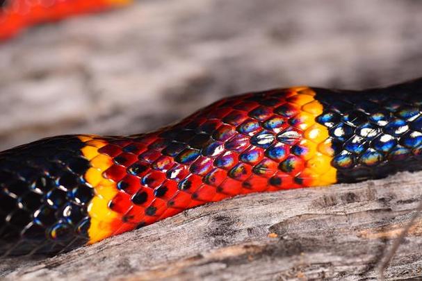 揭秘梦见彩色蛇的神秘预兆,它竟暗示了这些生活变化? 揭秘梦见彩色蛇的神秘预兆,它竟暗示了这些生活变化?