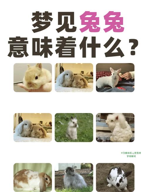 梦见带兔子来身边?解析5个关键梦境含义 梦见带兔子来身边?解析5个关键梦境含义