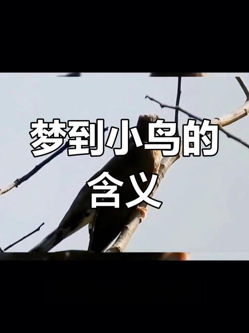 梦见抓鸟的5个深层寓意及其心理解读分析