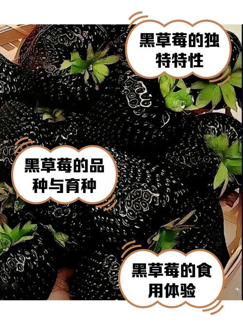 梦见黑草莓解析其象征意义及解决方案 梦见黑草莓解析其象征意义及解决方案