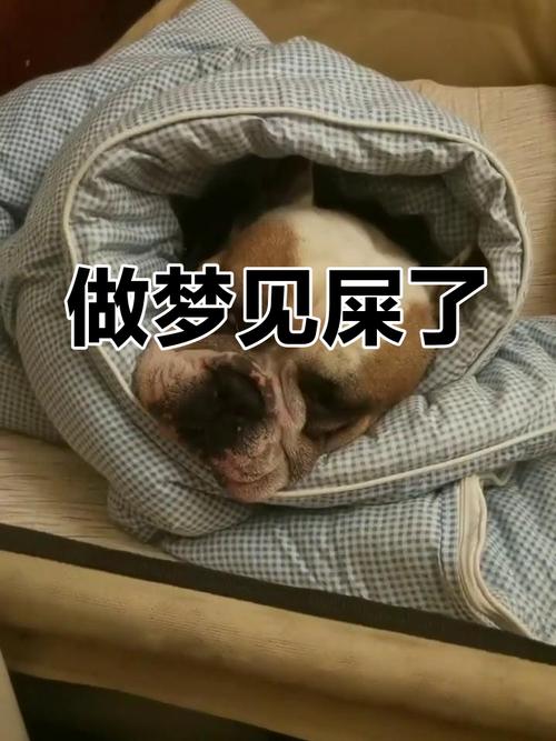梦见粪虫象征哪些？揭示背后隐藏的心理意义与预兆！