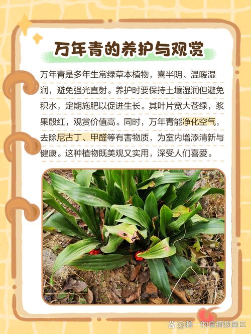 梦见万年青的吉祥征兆与解读，网友意料之外带来好运气！