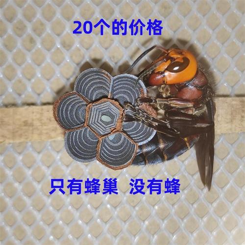 梦见蚂蜂窝含义解析心理暗示 vs 梦境象征揭秘