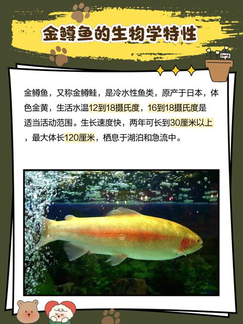 梦见鳟鱼象征生活丰盈，心理解析助力自我成长！