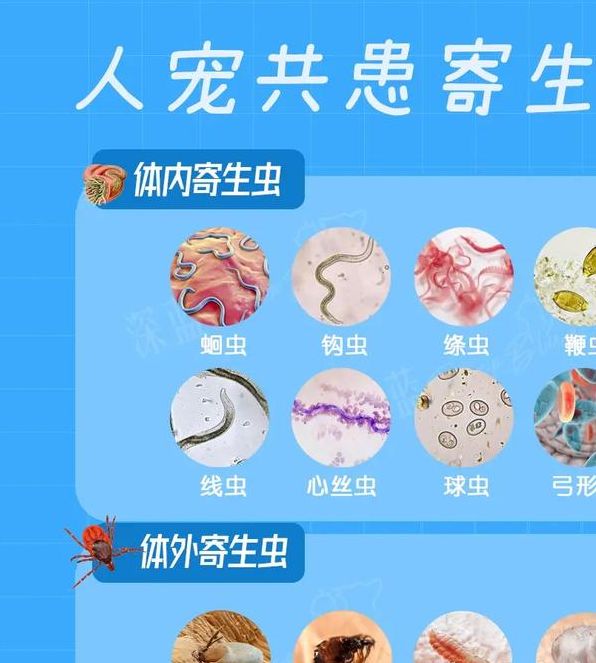 梦见寄生虫解析揭示心理暗示与健康隐患的深层联系