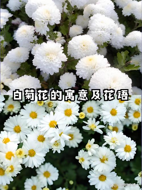 梦见白菊花预示哪些？揭秘背后的心理暗示与吉避策略