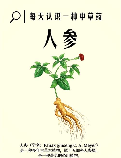 梦见人参蕴藏健康密码解读梦想中草药的神秘力量 梦见人参蕴藏健康密码解读梦想中草药的神秘力量