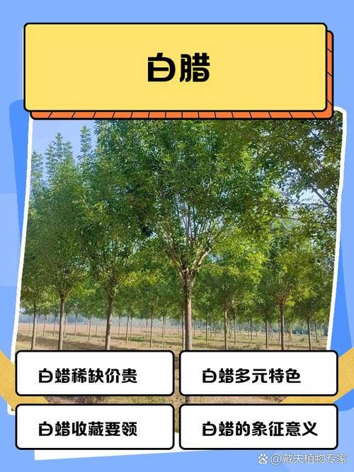 梦见白蜡深度解析其象征意义，揭示心灵潜在秘密！