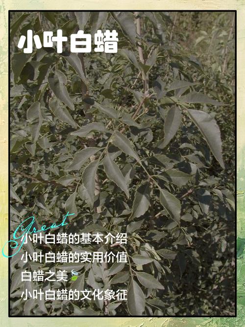 梦见白蜡深度解析其象征意义，揭示心灵潜在秘密！