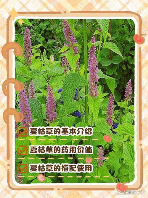 梦见草本植物的深刻寓意分析，探索内心宁静的力量