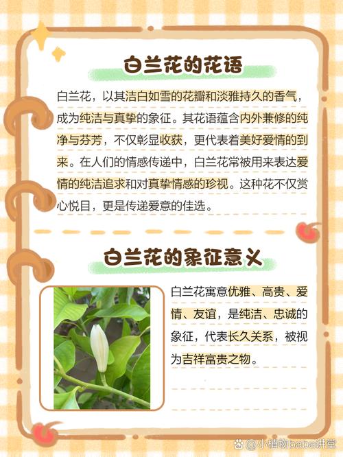 解读梦见白兰花专家揭秘14个必知心理暗示 解读梦见白兰花专家揭秘14个必知心理暗示
