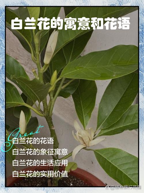 解读梦见白兰花专家揭秘14个必知心理暗示 解读梦见白兰花专家揭秘14个必知心理暗示