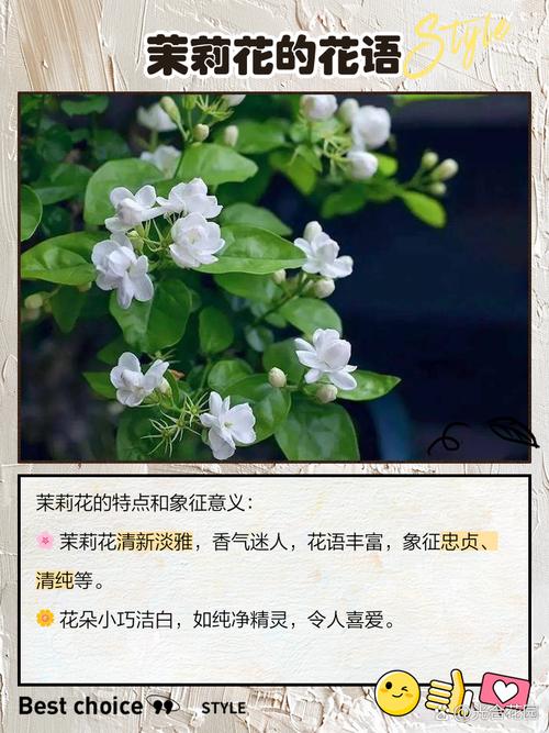 解析梦见茉莉花的含义5个权威解读 解析梦见茉莉花的含义5个权威解读