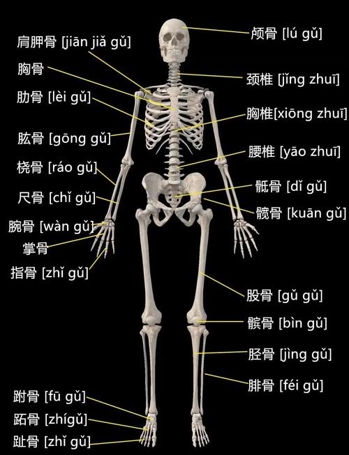 梦见骨骼深层心理解析,探寻内心世界的神秘奥秘! 梦见骨骼深层心理解析,探寻内心世界的神秘奥秘!