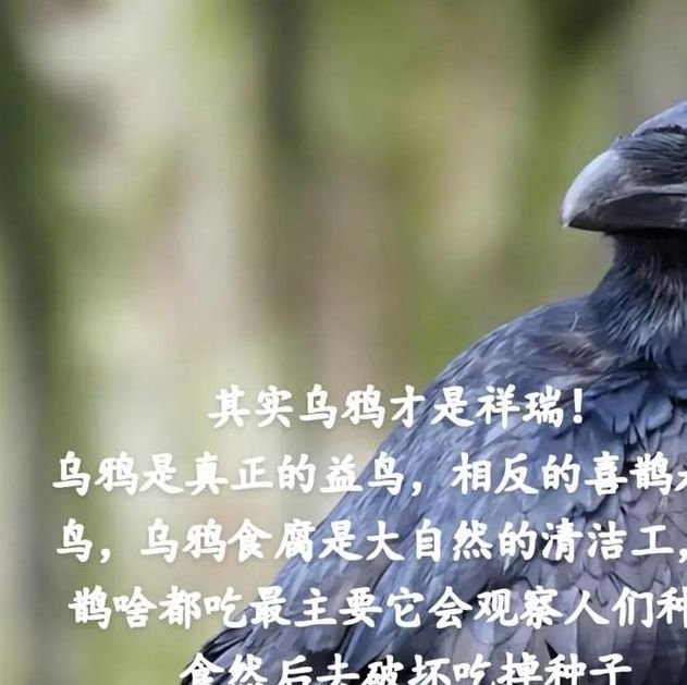 梦见乌鹊寓意解析揭示隐藏的吉兆与生活启示
