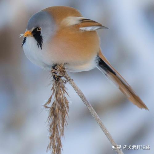 文须雀惊现三门峡黄河湿地：鸟类新发现的背后原因与意义