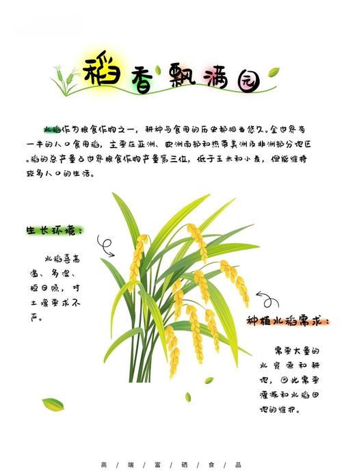 梦见水稻的7种解读揭示好运或挑战的秘密