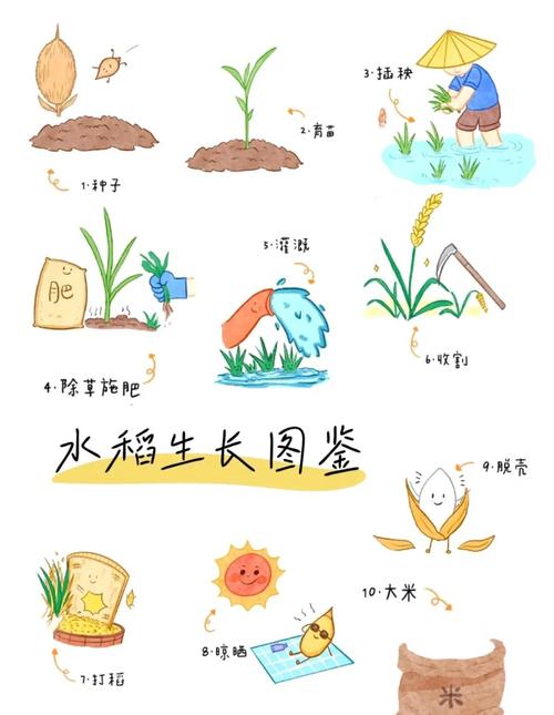 梦见水稻的7种解读揭示好运或挑战的秘密