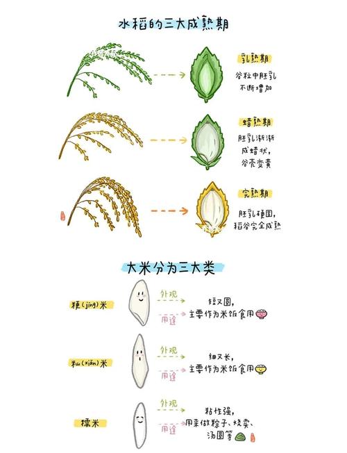 梦见水稻的7种解读揭示好运或挑战的秘密