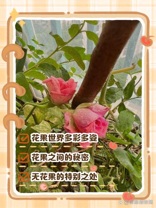梦见花果解析隐藏的象征意义与心理启示 梦见花果解析隐藏的象征意义与心理启示
