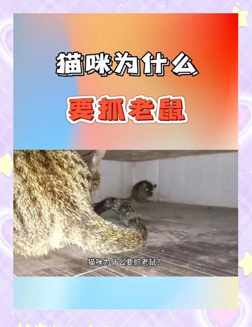 梦见猫抓老鼠解析高效解决方案与心理暗示技巧 梦见猫抓老鼠解析高效解决方案与心理暗示技巧
