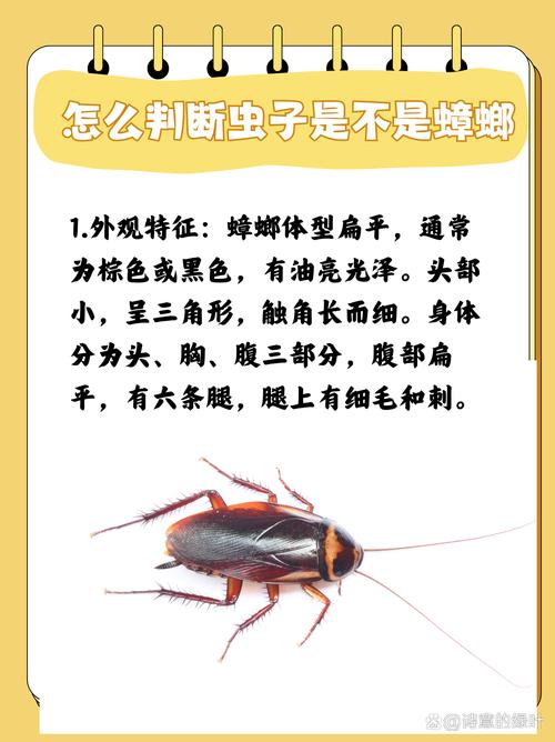 梦见蟑螂预示哪些象征含义?深层心理解析带你揭秘! 梦见蟑螂预示哪些象征含义?深层心理解析带你揭秘!