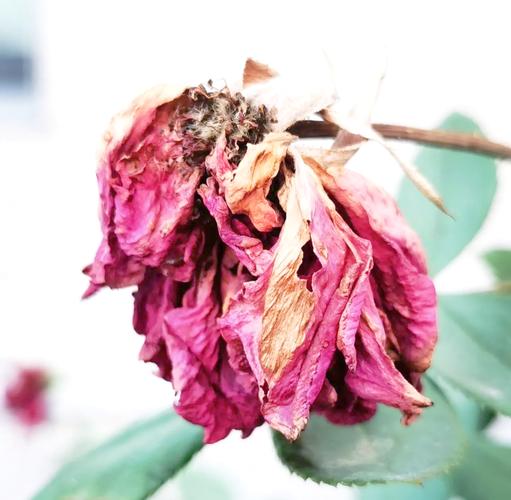 梦见花朵凋零意味着哪些？揭示心理暗示背后的秘密