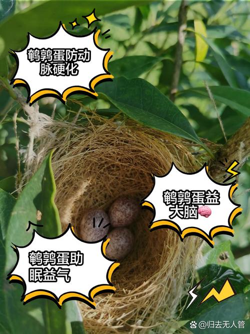 梦见鸟蛋的8种象征意义，解读背后深刻内涵