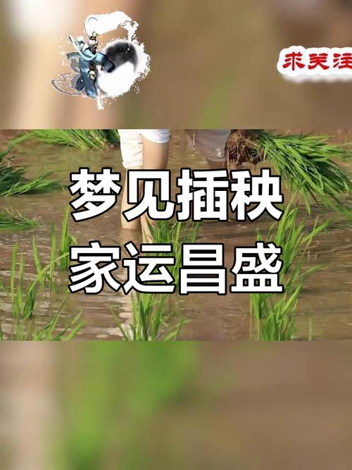 梦见秧苗的5种寓意解析提升生活幸福感与内心平和