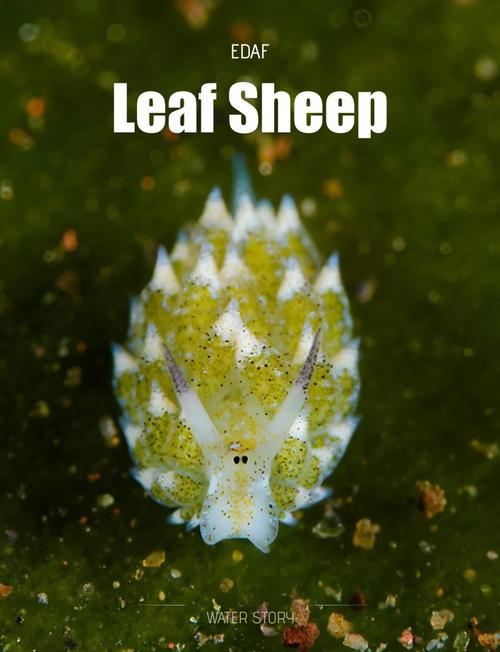 海洋中的叶羊初生色揭秘：惊人的秘密等你发现！