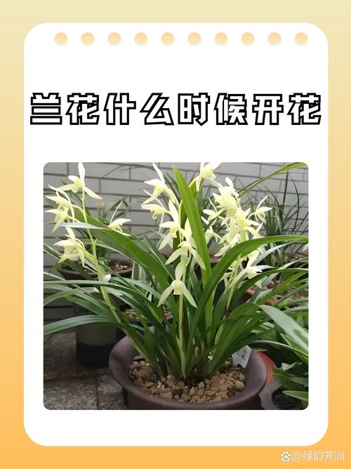 梦见兰花开得茂盛暗藏的秘密，预示着哪些人生转折？