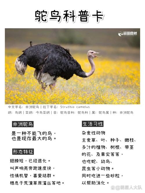 梦见鸵鸟的深层寓意解读心理暗示与人生启示
