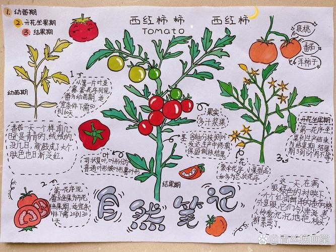 揭秘梦见西红柿的深层意义心理解析与生活启示