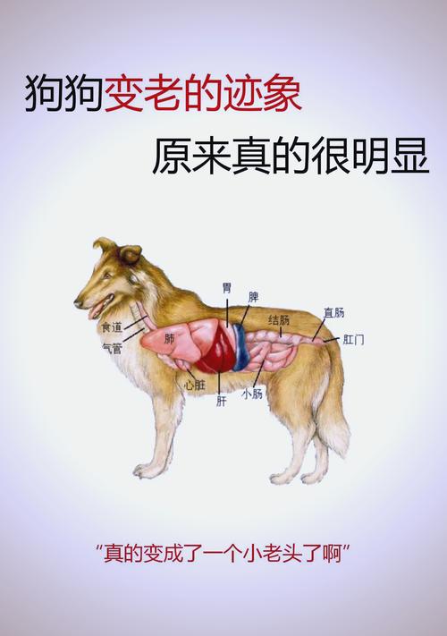男人梦中化狗象征何意？揭示背后潜藏心理长尾密码