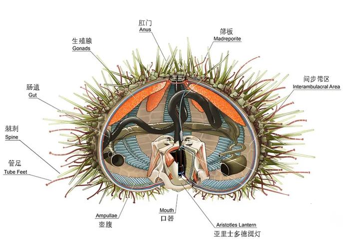 手游攻略揭秘：亚里士多德提灯竟与海洋动物有何神秘联系？