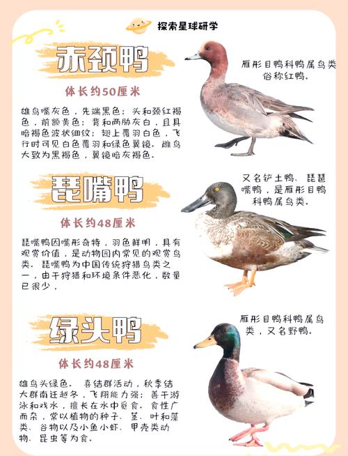 梦见野鸭深度解析揭开背后心理暗示与独特寓意