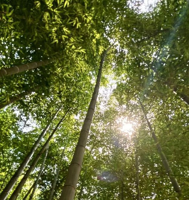 梦见竹林意味着哪些？揭示心理背后的秘密