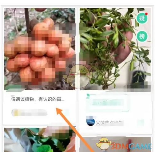 你知道如何在形色中快速鉴定植物吗? 你知道如何在形色中快速鉴定植物吗?