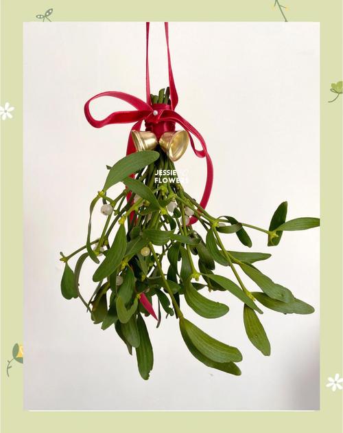 梦见槲寄生象征意义解析及情感启示