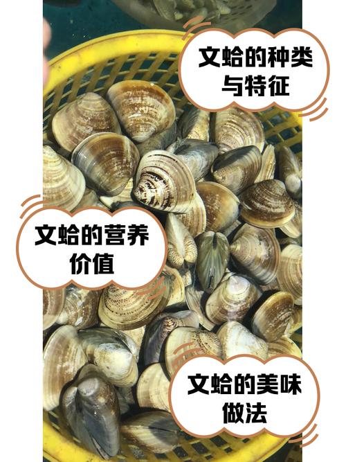梦见文蛤象征哪些寓意？解读梦中贝类的深层含义
