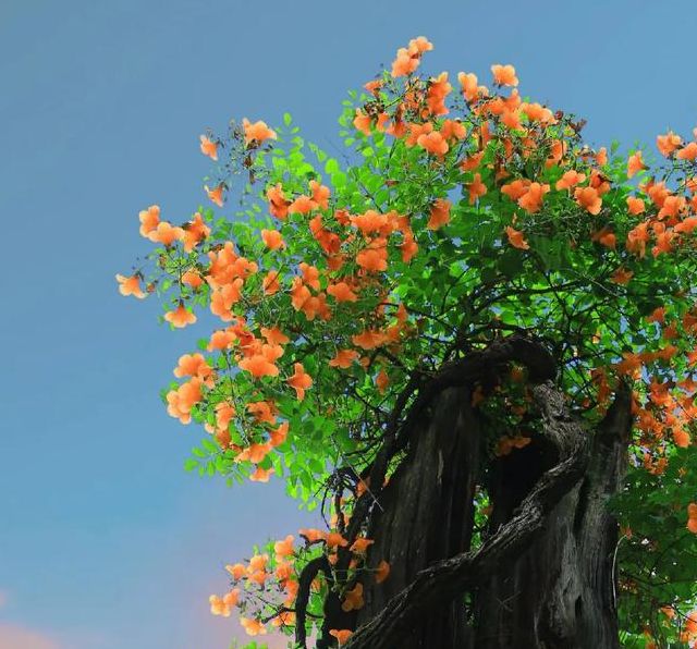 梦见枯木意味着哪些？解密背后隐含的深远寓意