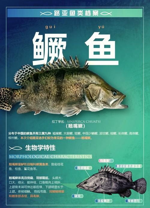 梦见桂鱼预示哪些？解读梦境背后的深层含义与运势